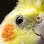 COCKATIEL