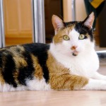 Calico_cat_-_Phoebe
