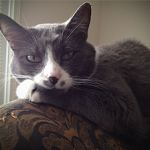 Sneaker-the-Cat