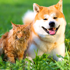 Dog-Samples-03