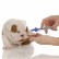Why Your Pet Needs to be Up to Date with Vaccination before Boarding or Pet Sitting